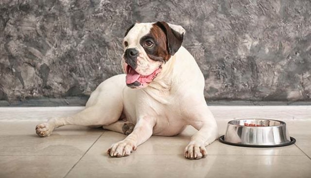 10 Homemade Dog Food for Bladder Stones Recipes 10 Homemade Dog Food for Bladder Stones Recipes