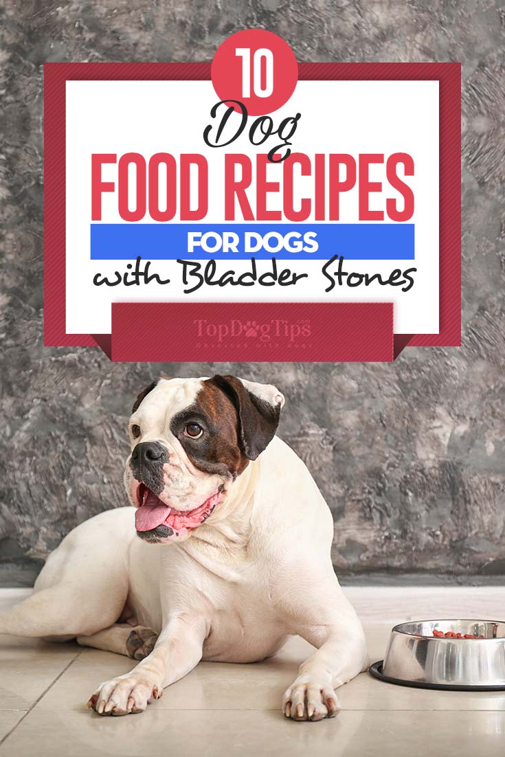 10 Homemade Dog Food Recipes for Bladder Stones 10 Homemade Dog Food Recipes for Bladder Stones