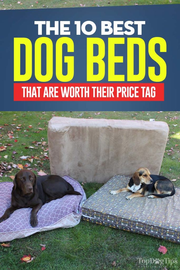 10 Top Rated Best Dog Bed Brands 10 Top Rated Best Dog Bed Brands
