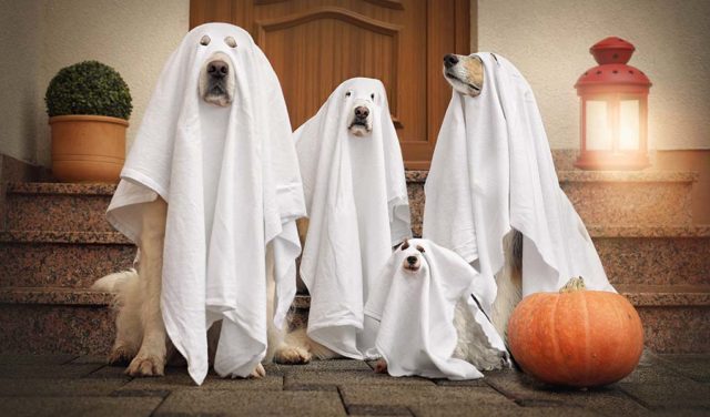 110 Best Dog Halloween Costumes