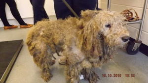 A severely matted dog that needs shaving