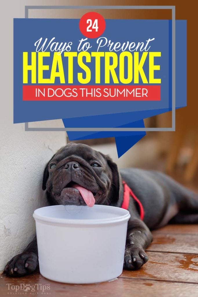 24 Best Ways to Prevent Heatstroke in Dogs 20 Best Ways to Prevent Heatstroke in Dogs