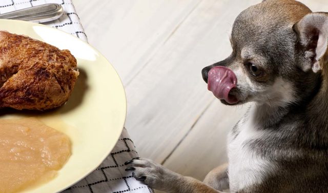 25 Delicious Homemade Thanksgiving Dinner Recipes for Dogs A chihuahua licking its lips while staring at a food - 25 Delicious Homemade Thanksgiving Dinner Recipes for Dogs