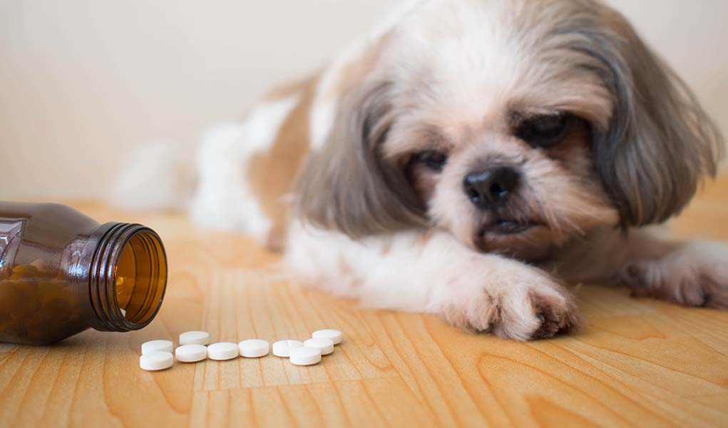 Small dog staring at a bottle of medicine
