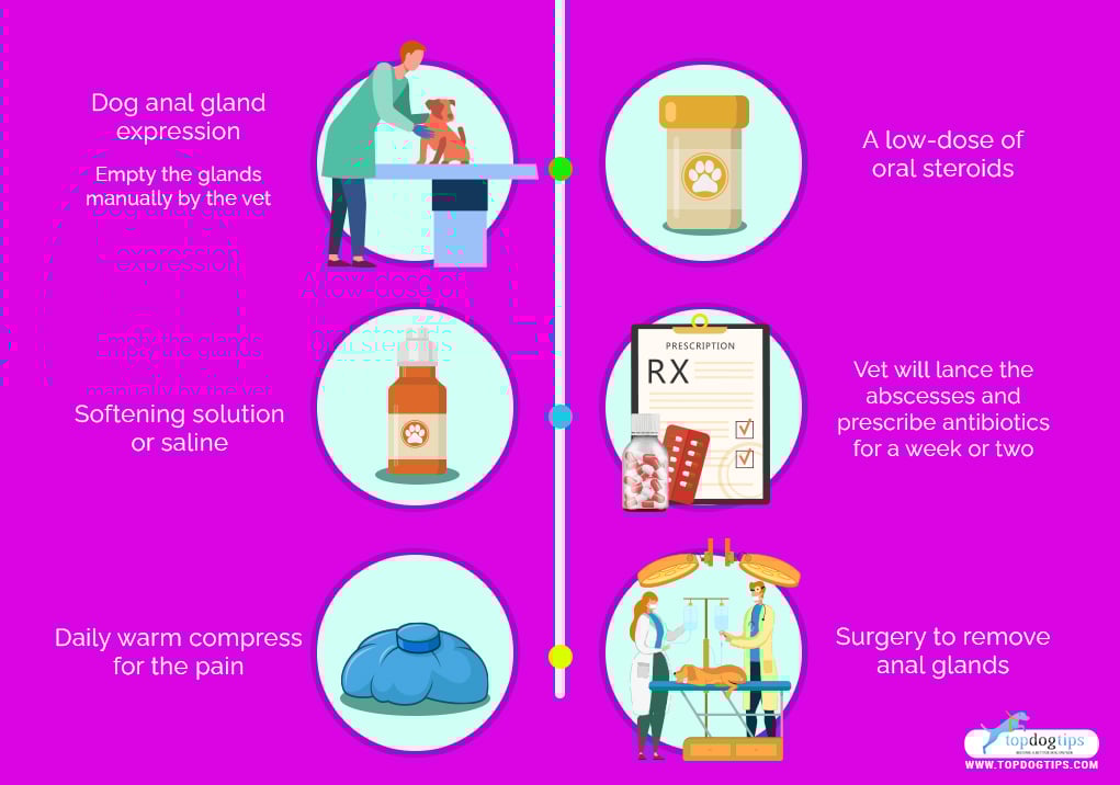 Treatments and Home Remedies for Dog Anal Glands Problems