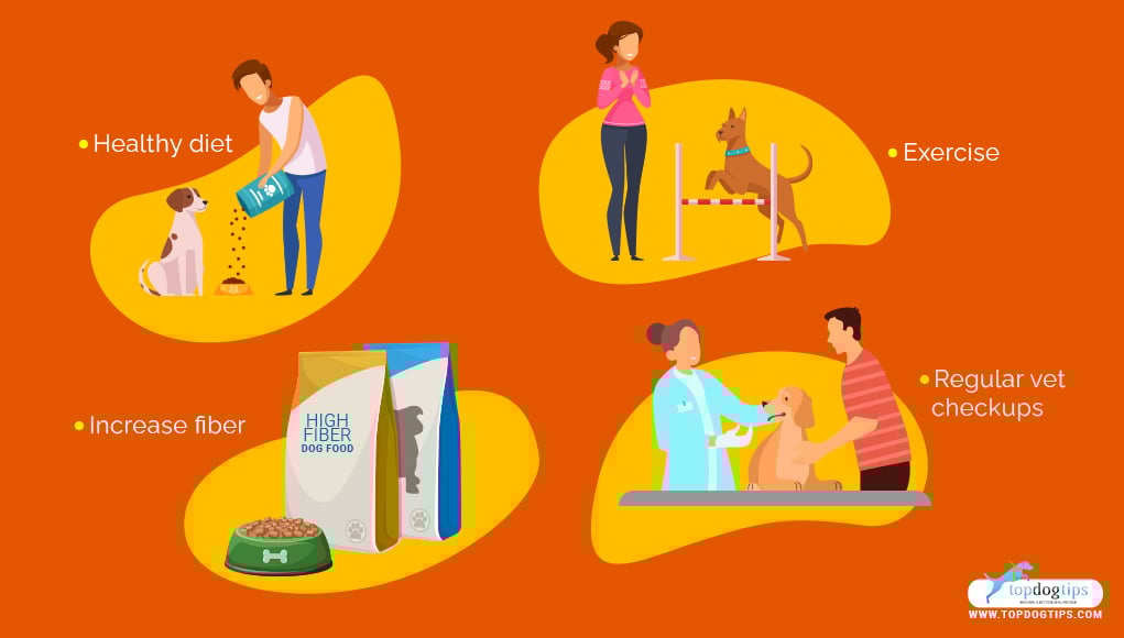 Preventing Dog Anal Glands Problems