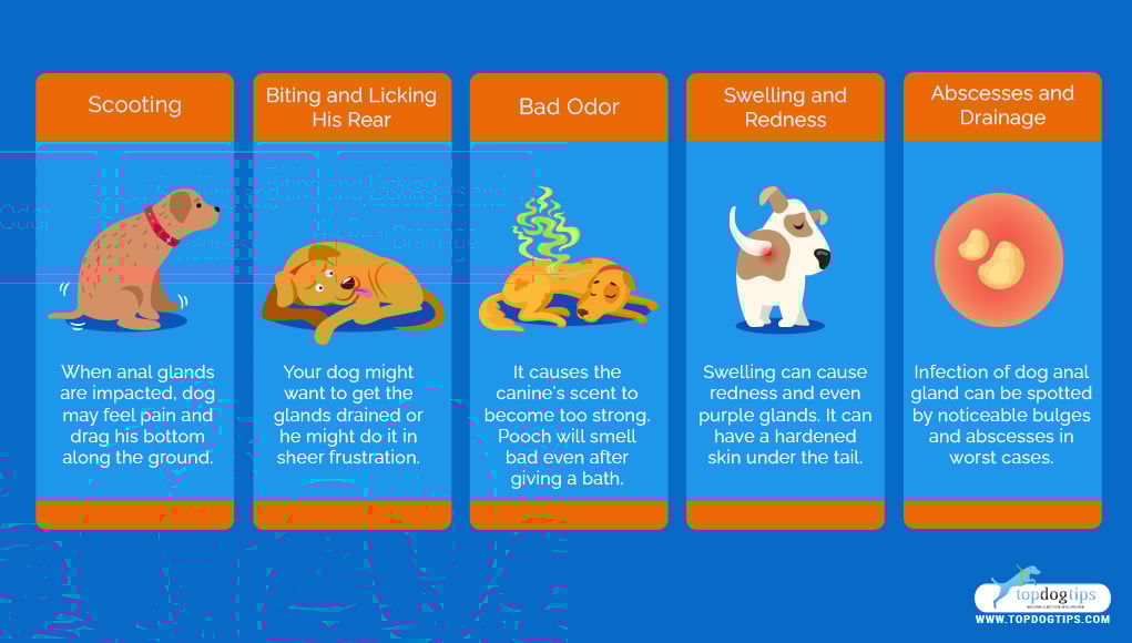 5 Signs of Dog Anal Glands Problems