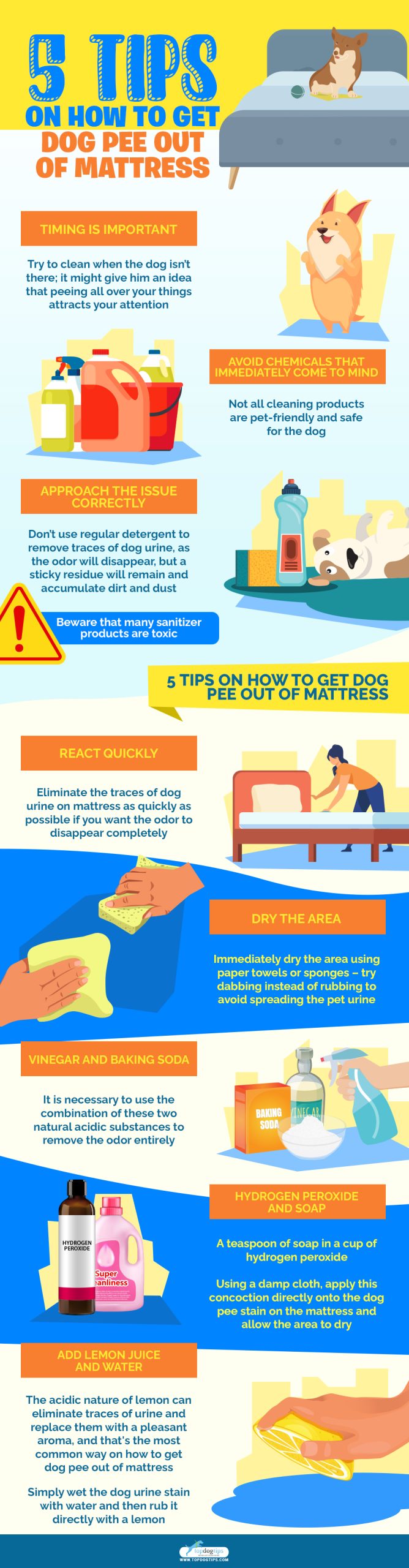 5 Tips on How to Get Dog Pee Out of a Mattress Infographic
