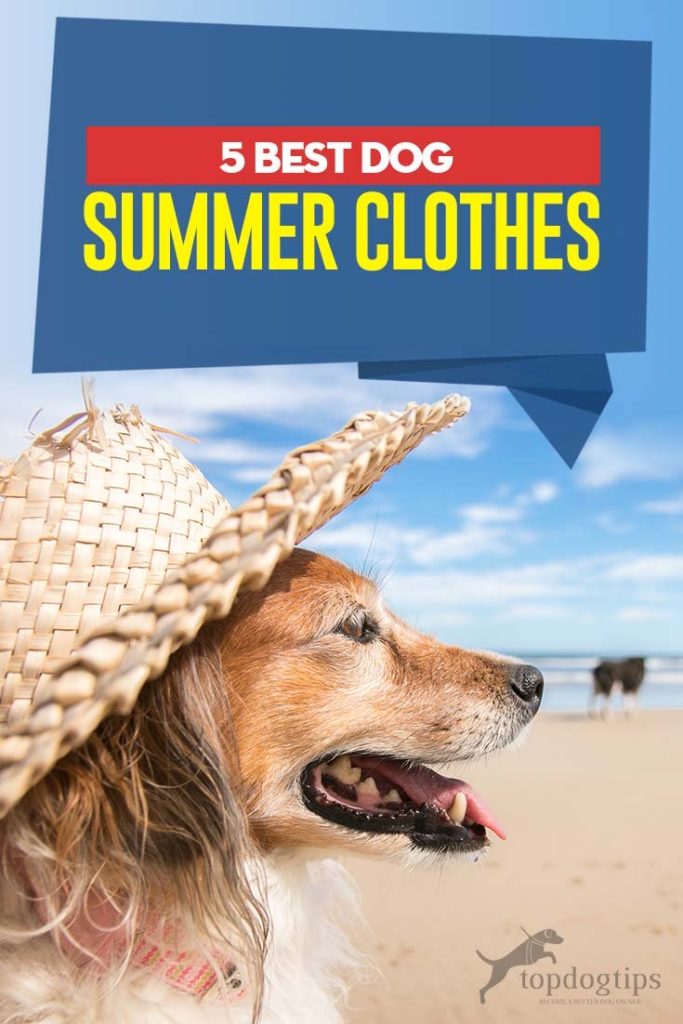 5 Top Rated Best Dog Summer Clothes 5 Top Rated Best Dog Summer Clothes
