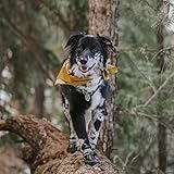 QUMY Dog Shoes for Large Dogs, Medium Dog Boots & Paw Protectors for Winter Snowy Day, Summer Hot Pavement, Waterproof in Rainy Weather, Outdoor Walking, Indoor Hardfloors Anti Slip Sole Black Size 8