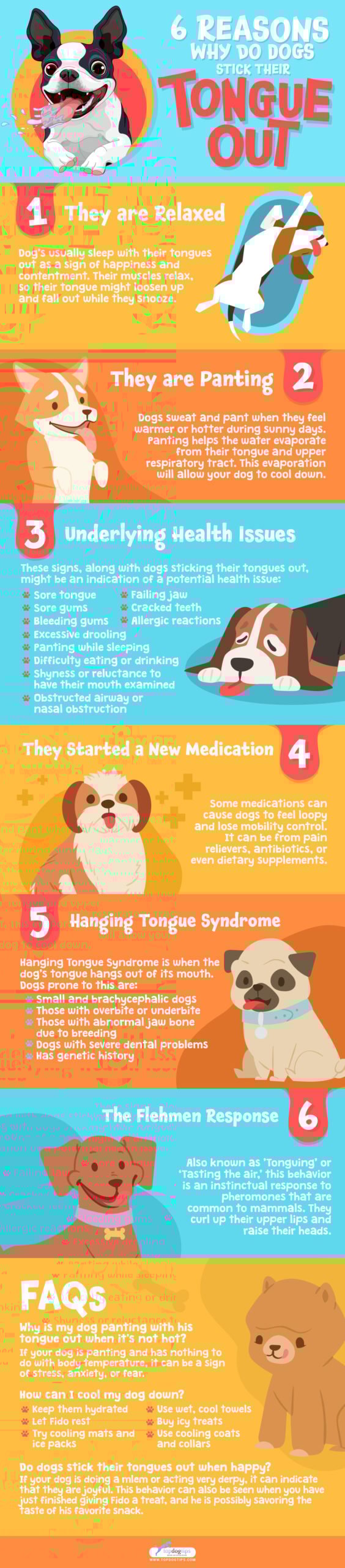 6 Reasons Why Do Dogs Stick Their Tongue Out - Infographics