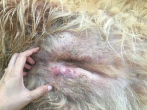 Abscess on a dog photo Abscess on a dog - possible reason of bump on a dog's private area