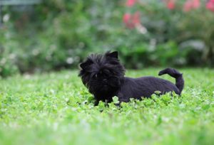 The Affenpinscher's rough coat and flat face make them heat-sensitive