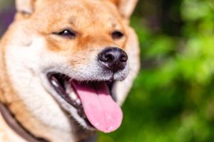 Akita Inu has a double coat and originated from a cold weather country; they are one of the worst dog breeds for hot weather