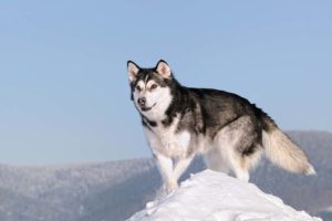Alaskan Malamute is among the true masculine dog breeds