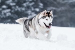 Alaskan Malamutes were from the Arctic regions; this dog breed don't tolerate hot weather well