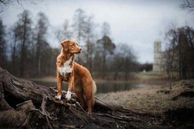 Nature Dog Name Ideas Featured Photo