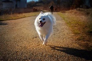 American Eskimo Dog