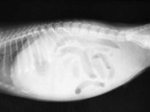 Ascites in the dog Ascites in the dog also causes stomach hardness