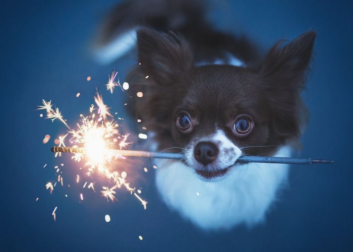autumn-danger-dog-biting-sparkler