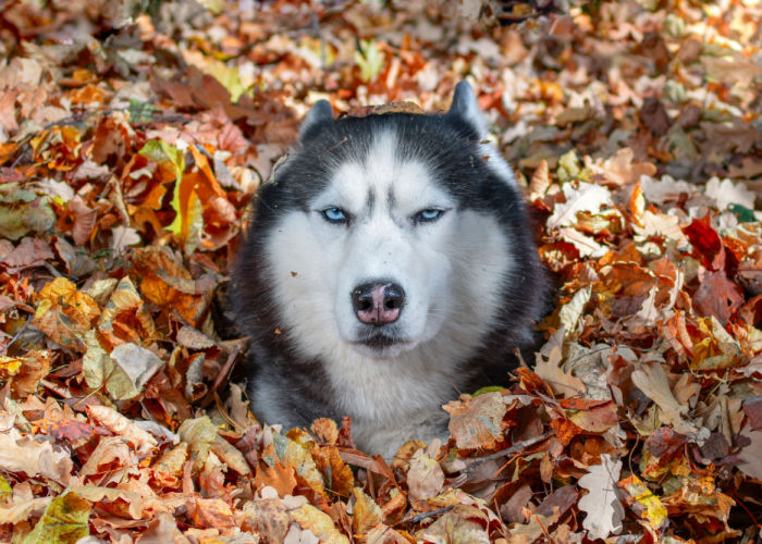 A pile of dried leaves, one of the possible autumn dangers for dogs