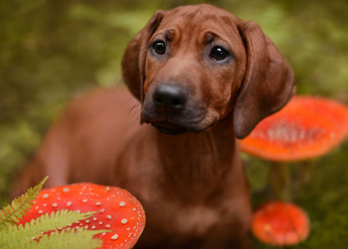 autumn danger for dogs toxic mushroom