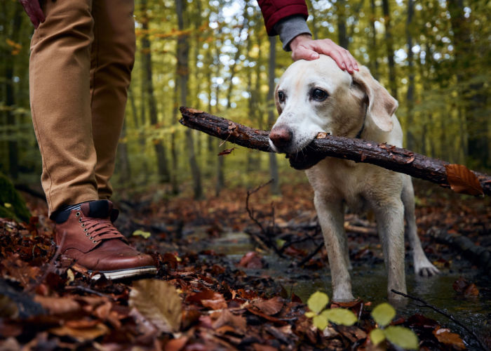 autumn dangers for dogs in woodlands