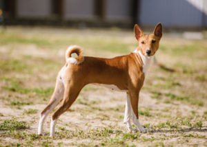 Basenji - heat-tolerant dog breed
