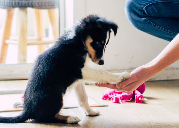 puppy training puppy training