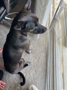 Belle looking out of window - my dog who had a scab on her back