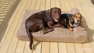 The #1 best dog bed. The #1 best dog bed.