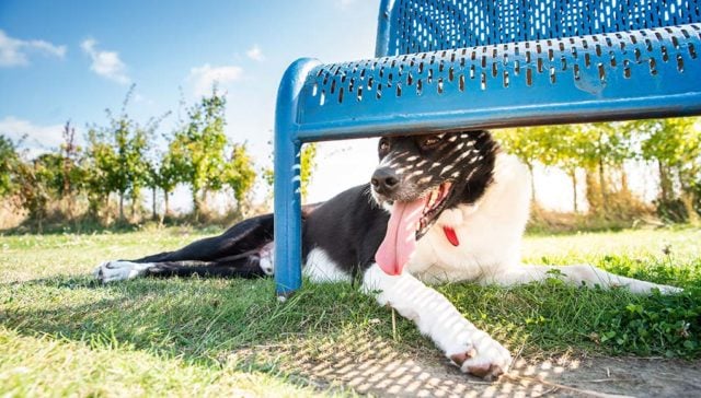 Best Dog Breeds for Hot Weather Best Dog Breeds for Hot Weather