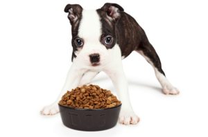 best dog food for boston terriers