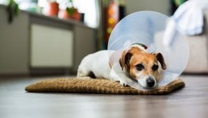 Put E-Cone on your dog to prevent them from licking and scratching the sunburned area