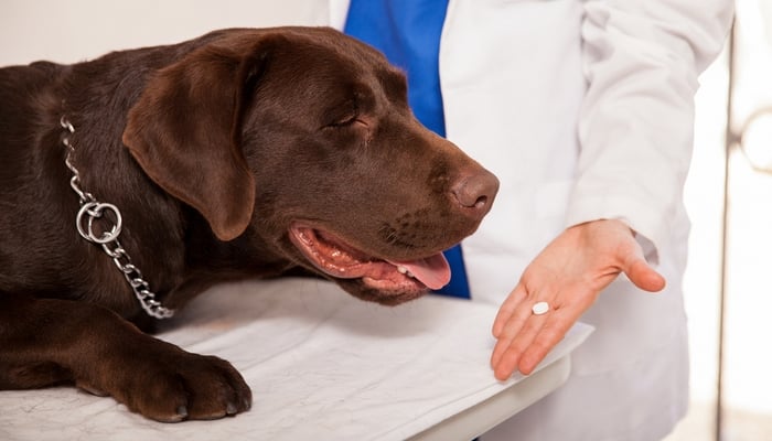 Vet giving oral medicine to a dog