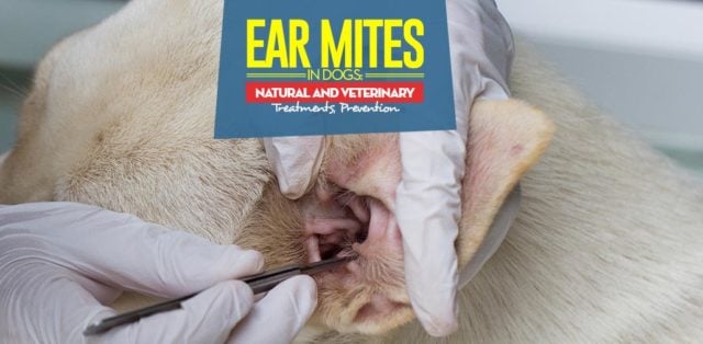 Best Treatments for Ear Mites in Dogs Best Treatments for Ear Mites in Dogs