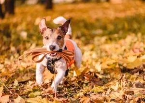 Better Walking Conditions in fall