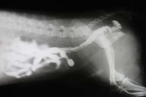 Xray of blockage in dog's gastrointestinal tract