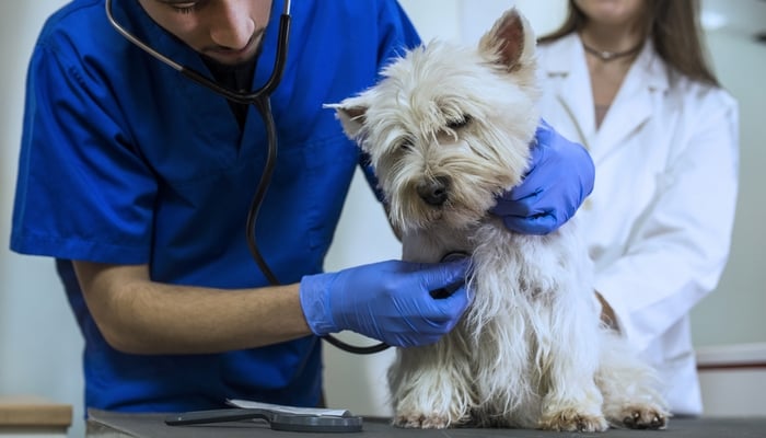 Causes of Bloody Diarrhea in Dogs Causes of Bloody Diarrhea in Dogs with dog in check-up