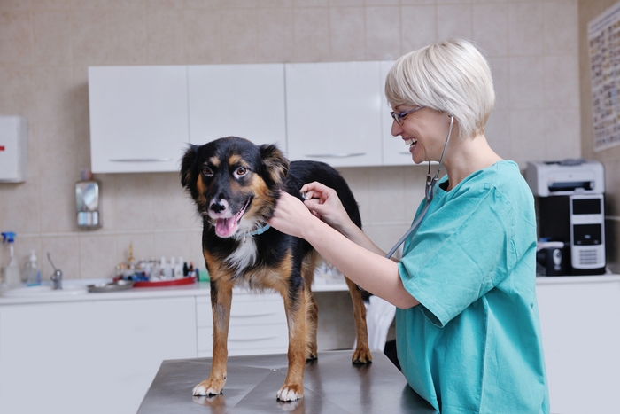 Bloody Diarrhea in Dogs Bloody Diarrhea in Dogs with dog in check-up