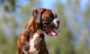 Boxers have flat nose and thick body, which make them overheat easily
