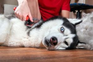 Brushing a Siberian Husky double coat - ways to keep dog cool in hot weather