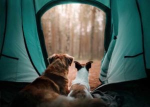 Camping Trips with dogs in fall