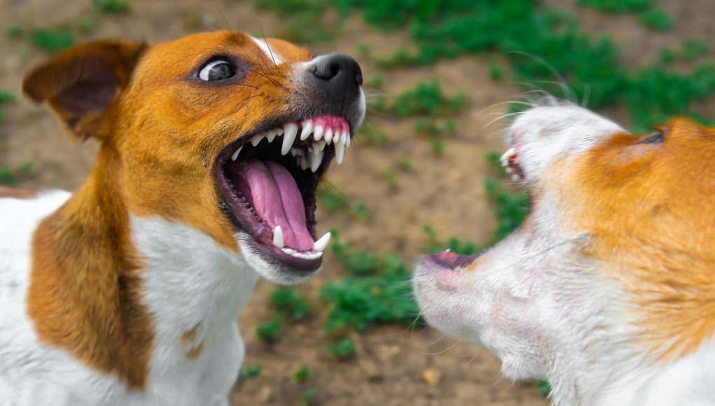Can Dog Daycare Cause Aggression Can Dog Daycare Cause Aggression