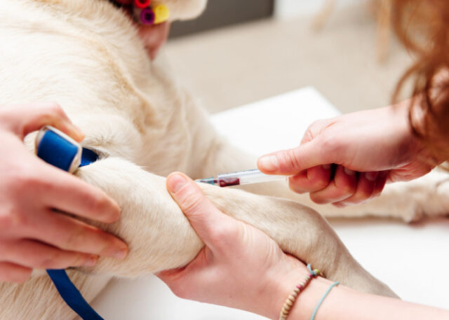 Can dogs be blood donors - vet extracting blood from dog's cephalic vein Can dogs be blood donors - vet extracting blood from dog's cephalic vein