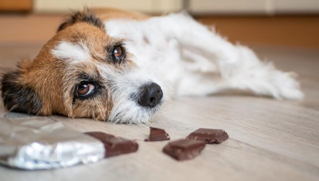 Can Dogs Eat Chocolate Featured Image can dogs eat chocolate