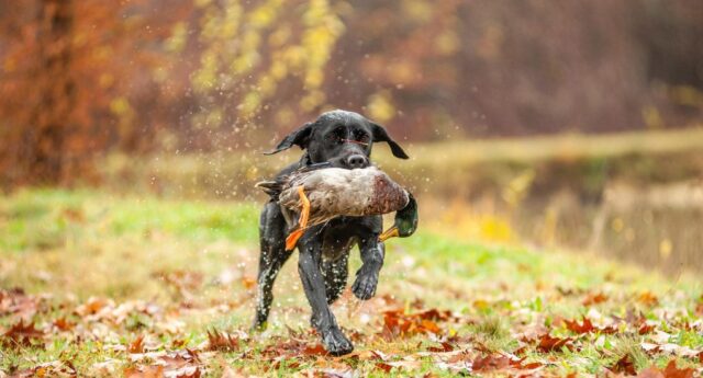 Can Dogs Eat Duck Featured Image Can Dogs Eat Duck Featured Image