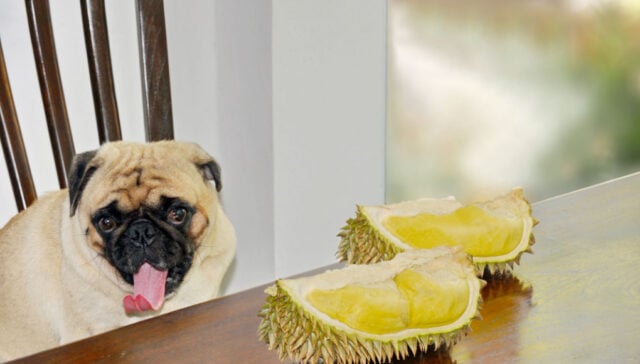 Can dogs eat durian Can dogs eat durian