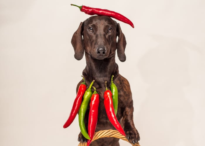 can dogs eat spicy food - dog in a plain background with chili pepper on the head and neck