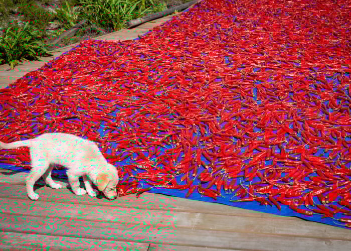 can dogs eat spicy food - dog smelling chili peppers that are sun drying